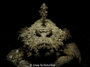 Sympathy for the devil - devil scorpionfish by Uwe Schmolke 